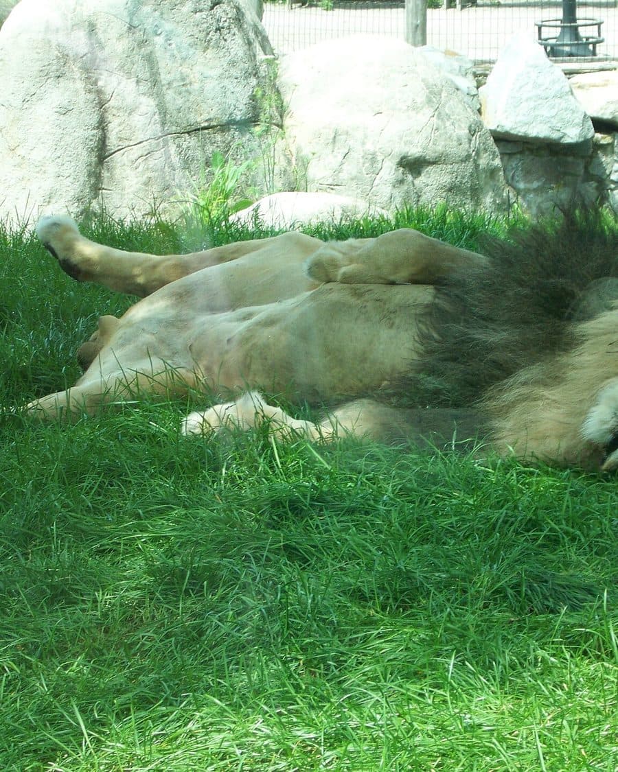 Franklin Park Zoo
